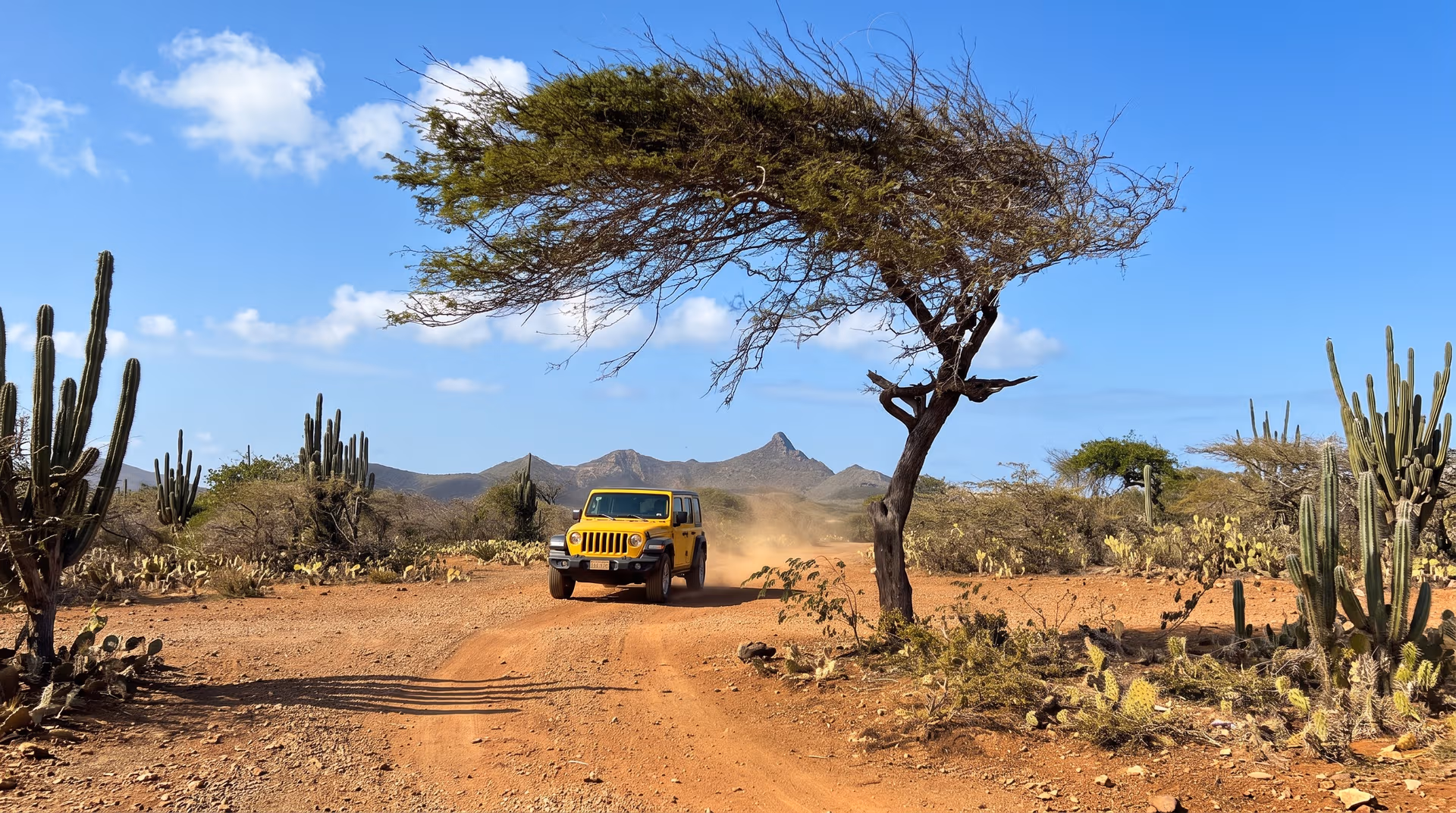 Gele Jeep Wrangler rijdt over een stoffige parkweg tussen cactussen in Christoffelpark