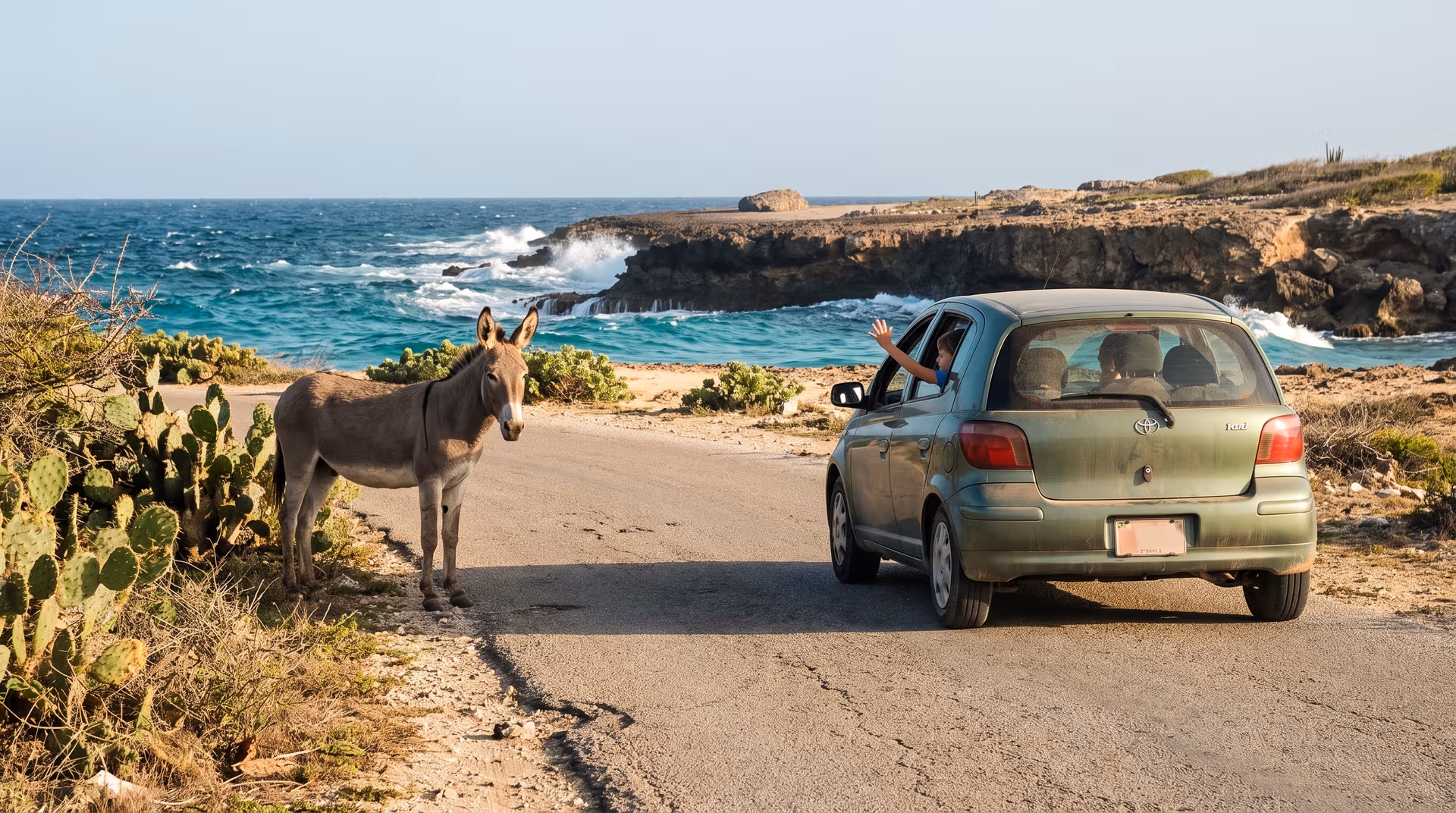 Wilde ezel langs een rustige kustweg op Bonaire terwijl een huurauto stopt