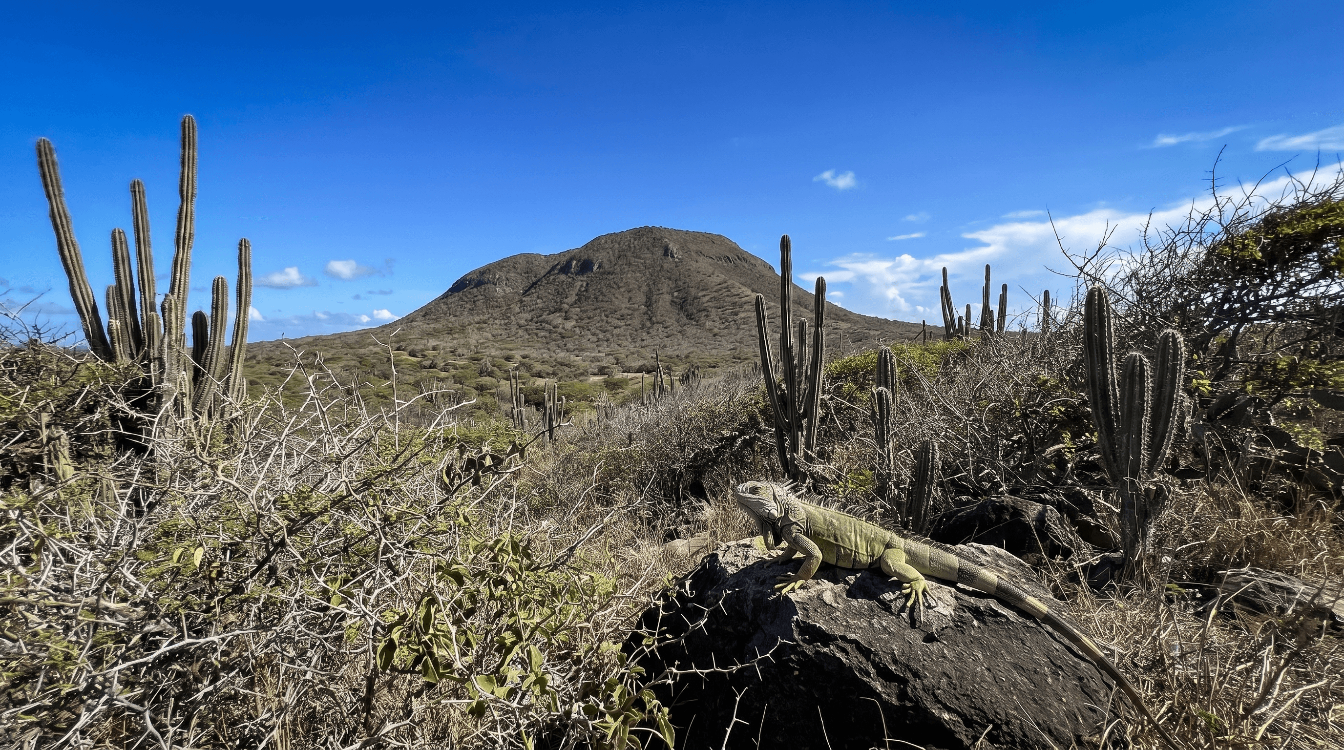 Cactus columnares y el Christoffelberg en el Parque Nacional Christoffel de Curazao
