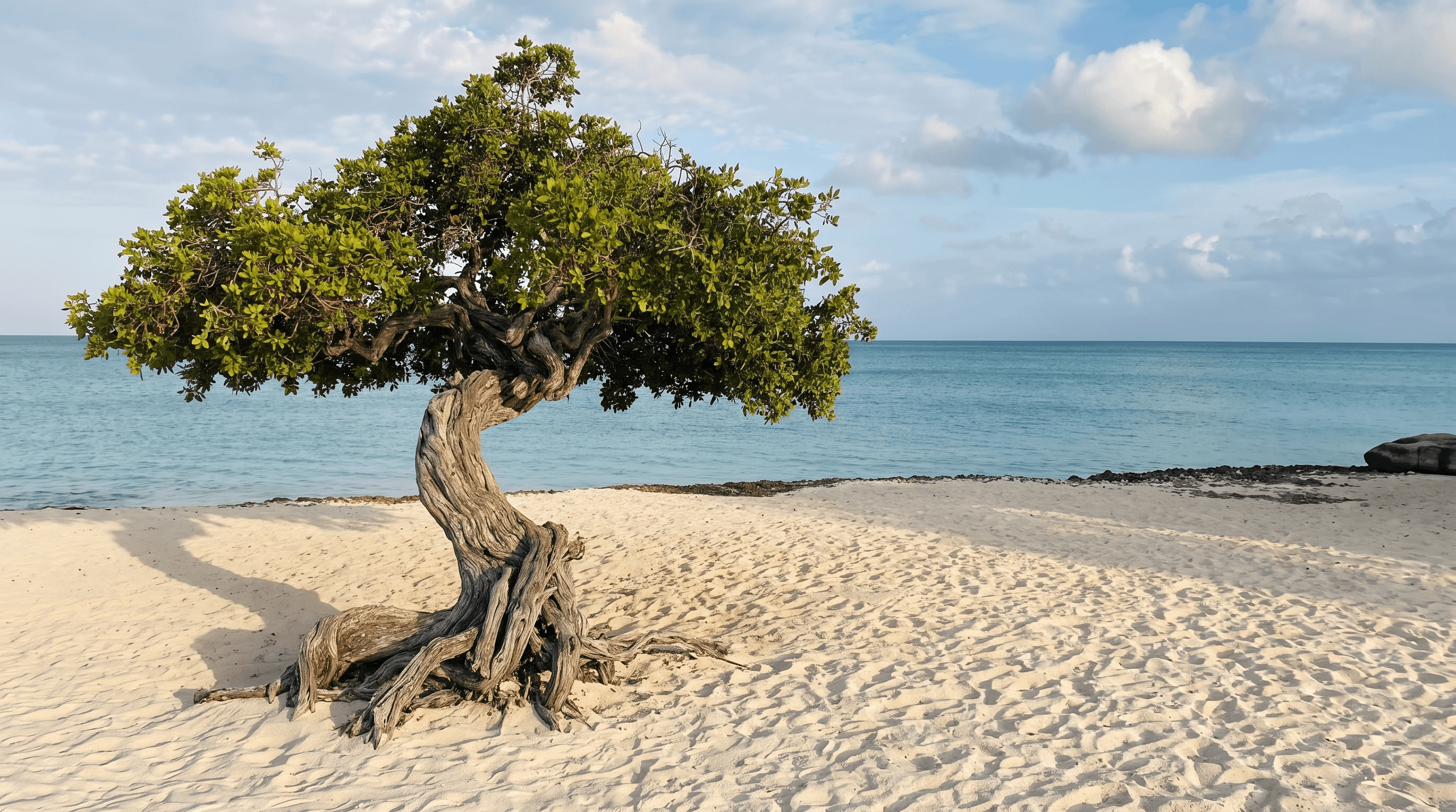 Brede witte zandstrook en gebogen dividivi-bomen op Eagle Beach, Aruba