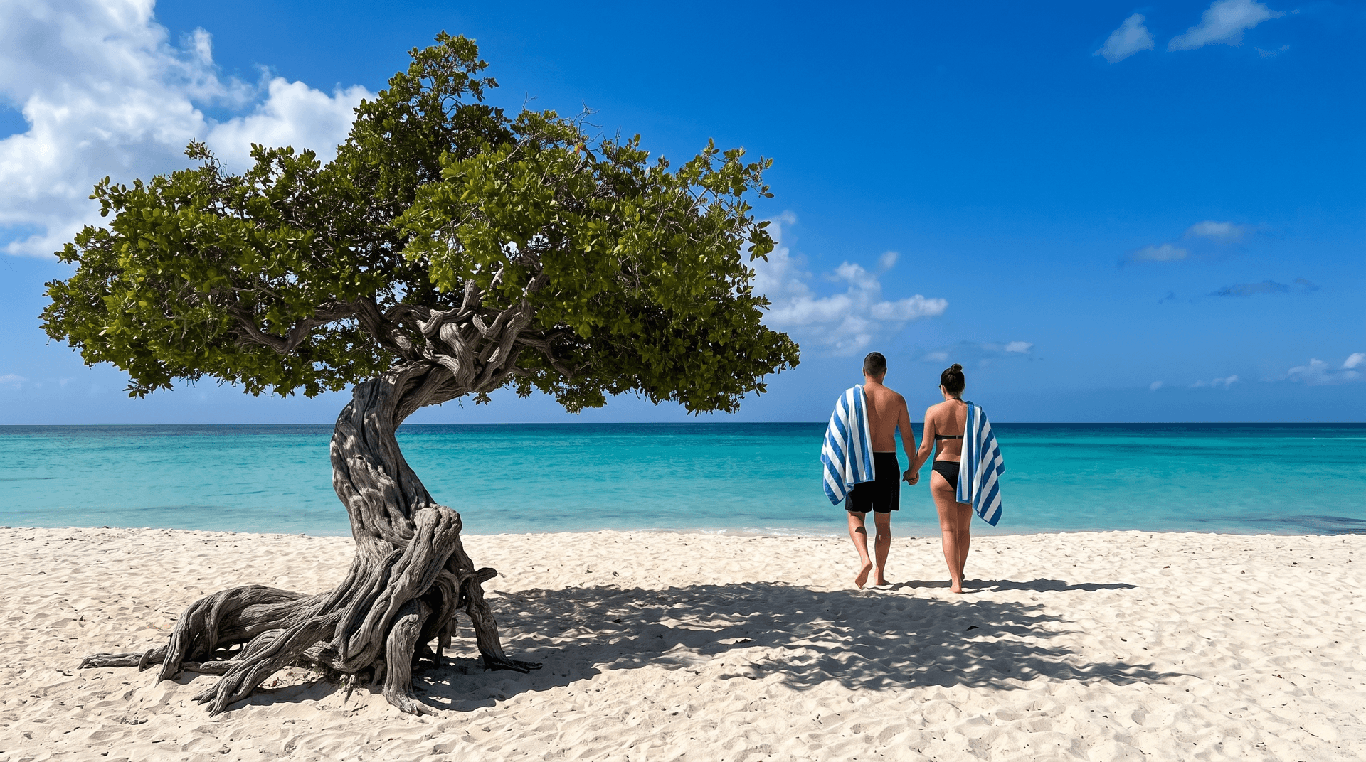 Couple with beach towels walks past the fofoti tree on Eagle Beach, Aruba, under a clear January sky
