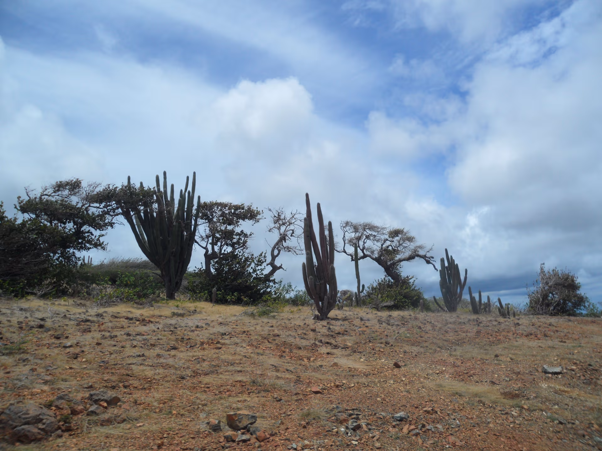 Cactus landscape in Arikok National Park, Aruba