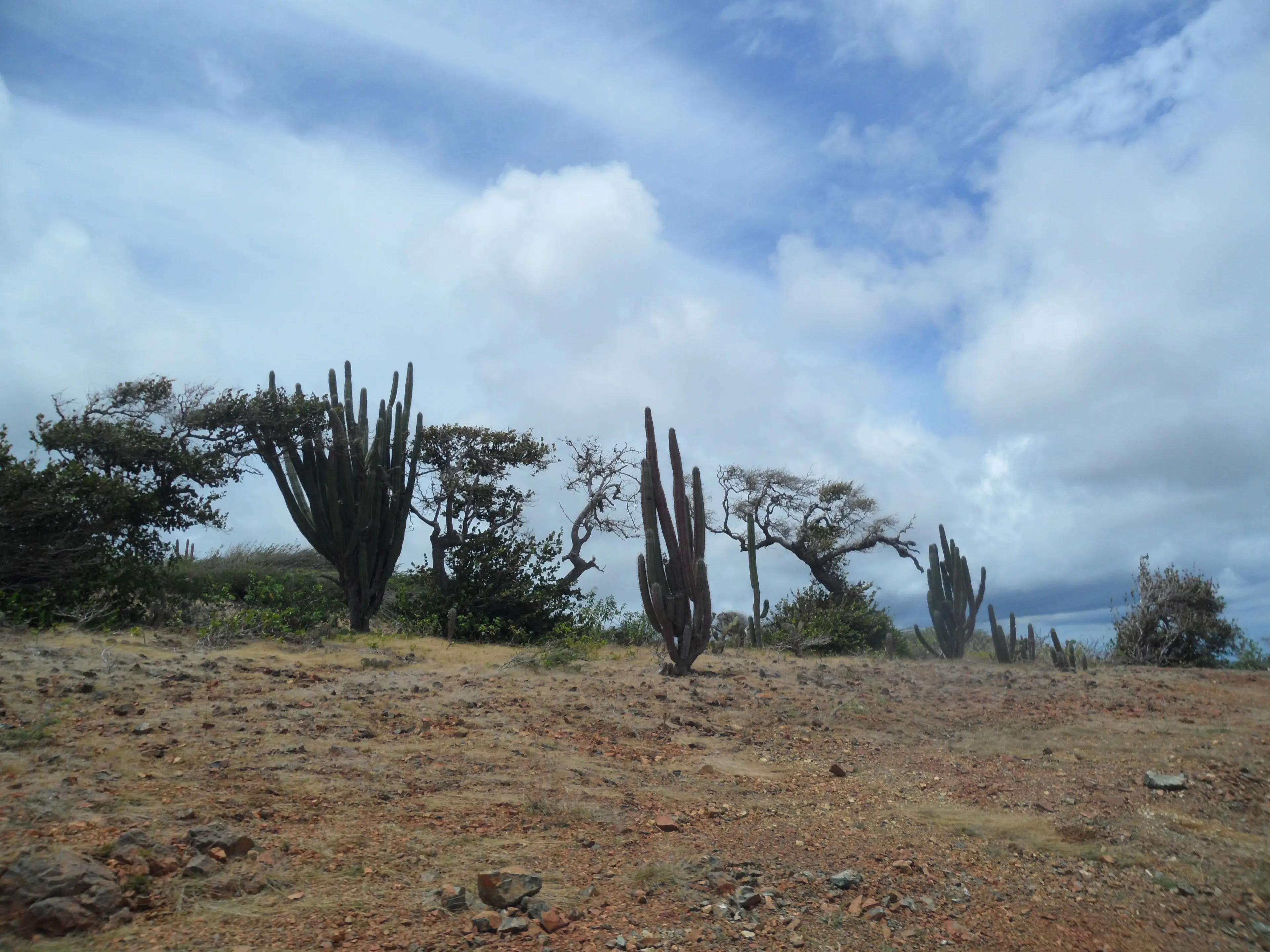Paisaje de cactus en el Arikok National Park, Aruba